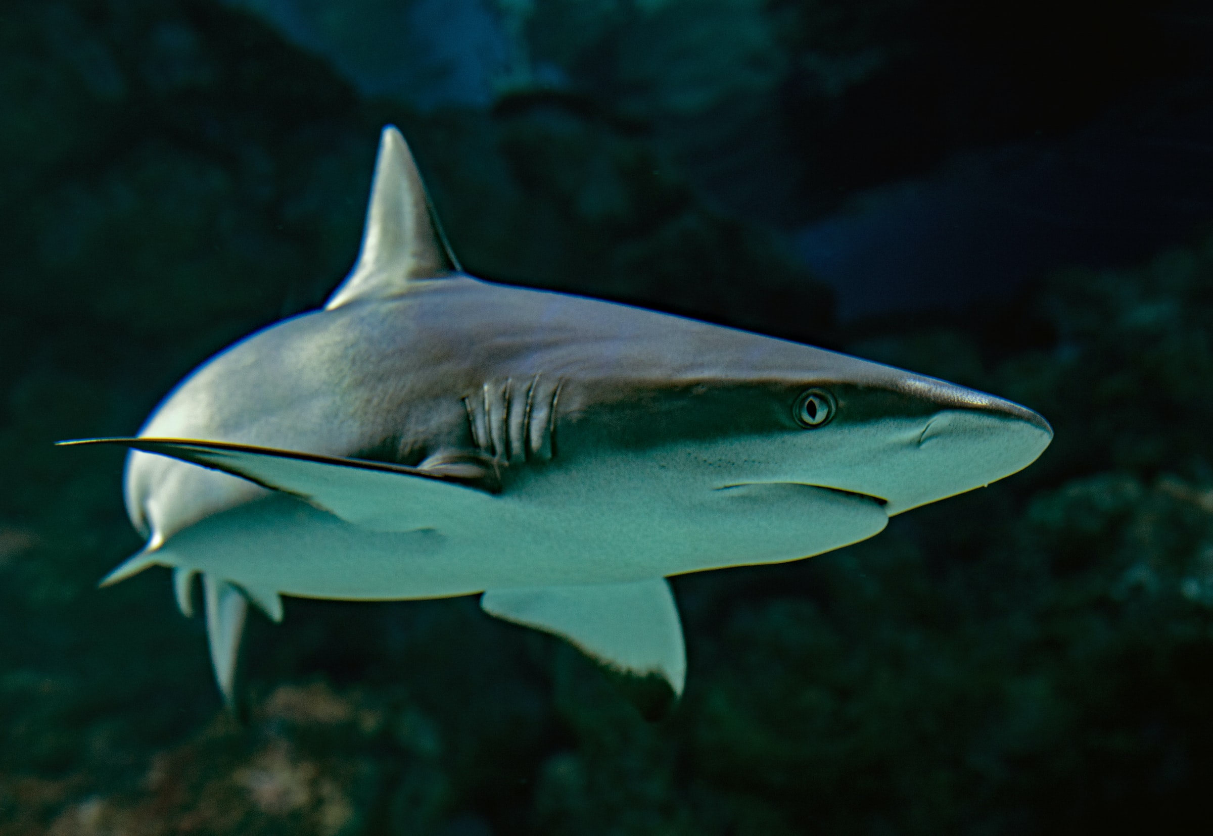 The 9 Most Famous Sharks In Pop Culture History