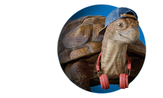 tortuga con gorra de béisbol